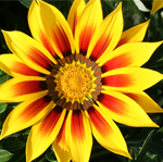 Gazania rigens Yellow